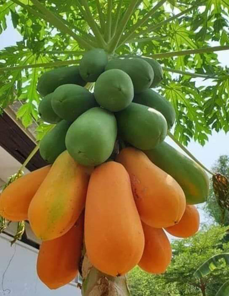 Green and orange tropical fruits