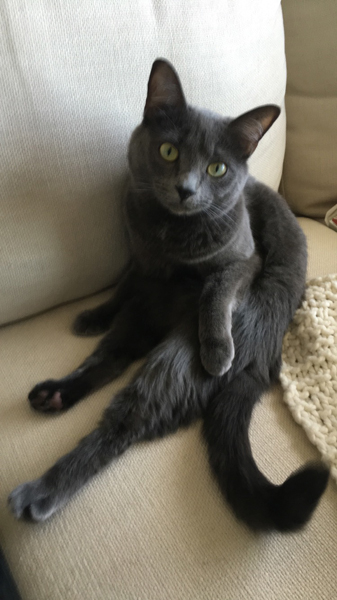 A black cat on a white sofa
