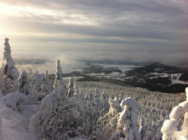snow capped trees