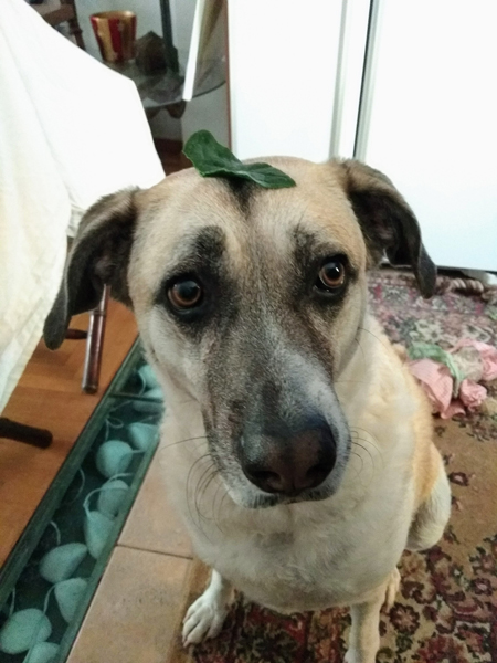 A dog with a leaf on its head