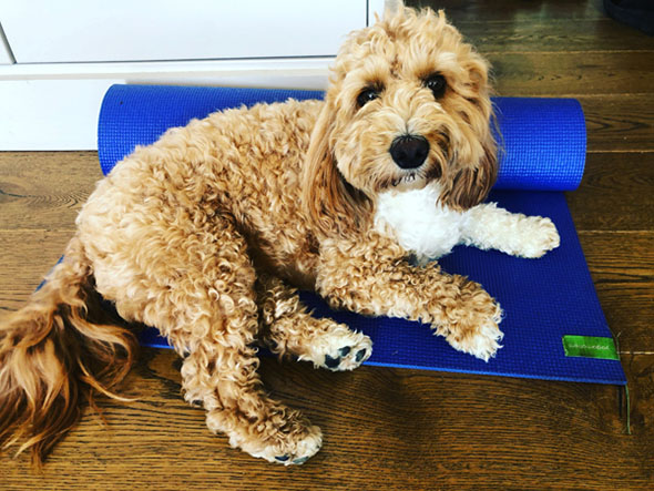 Dog on yoga mat
