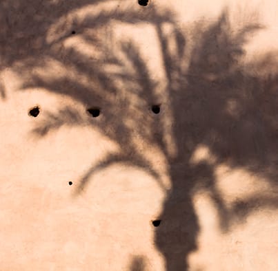 Palm tree shadow on wall