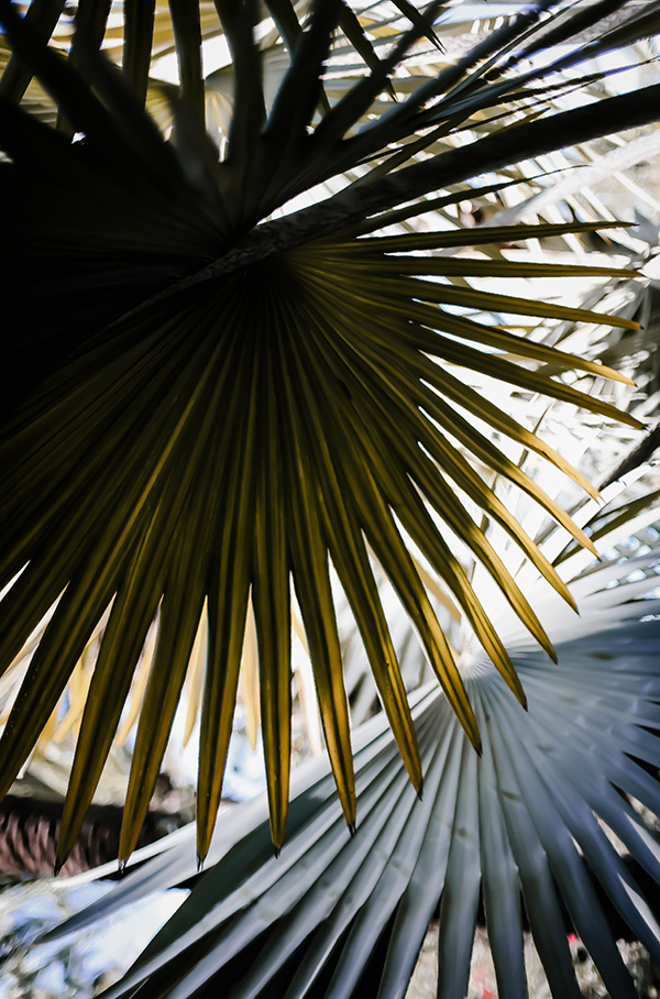 Palm tree leaves