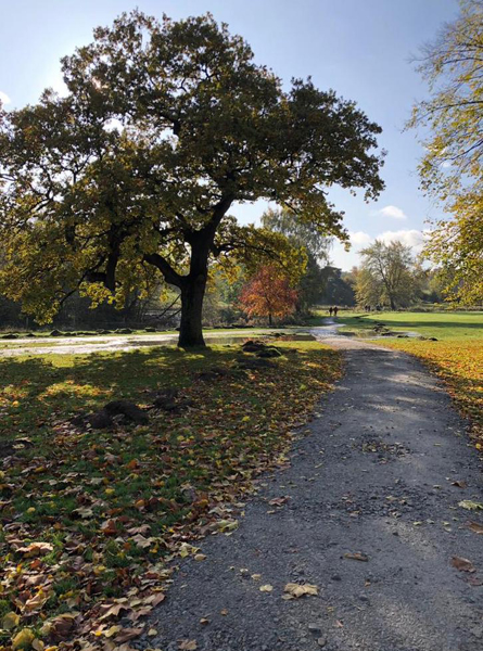 Autumn leaves on path