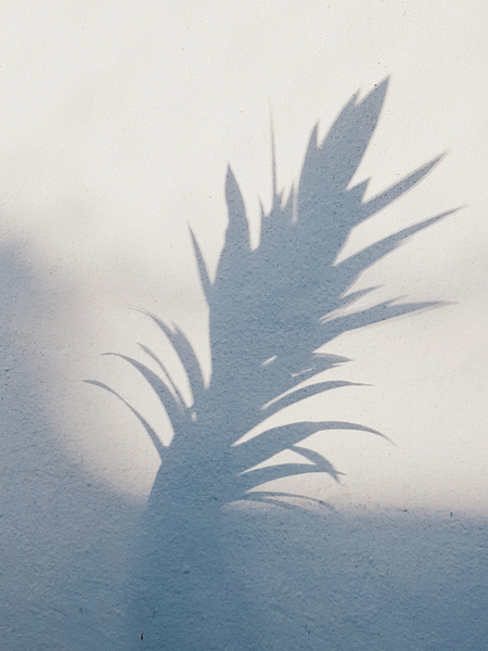 Shadow of plant on wall