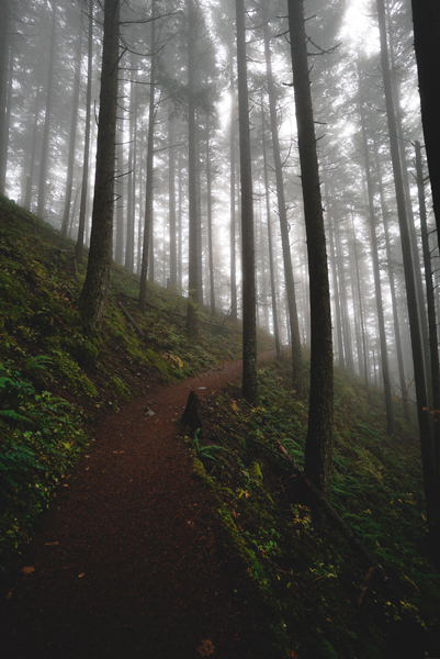 Misty forest with tall trees