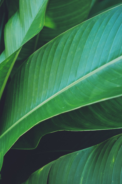 Close up of some tropical leaves