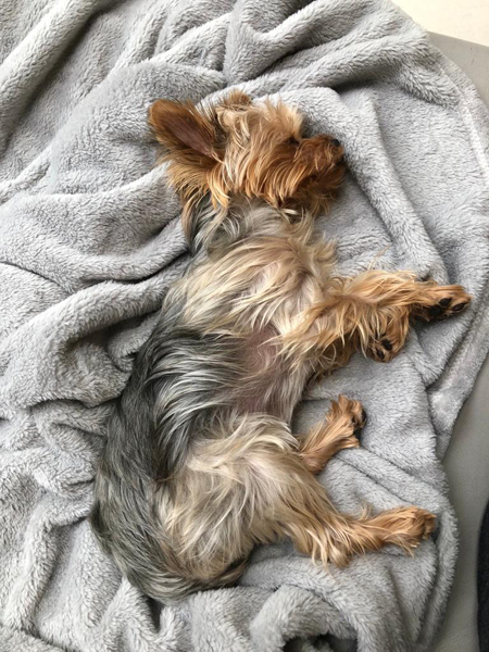 A puppy sleeping in grey sheets
