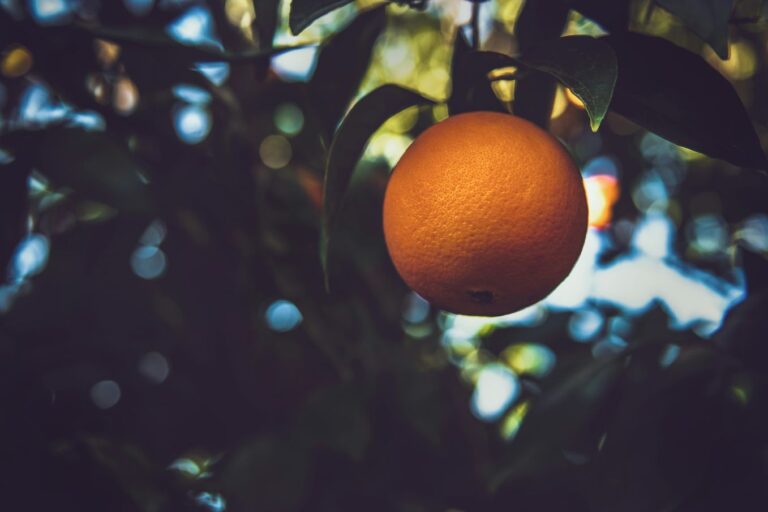 Californian orange